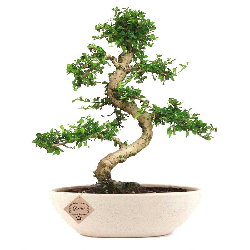 bonsai-tree-online-carmona-flowering-bonsai