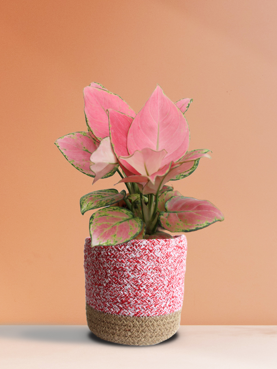 aglaonema-pink-anjamani-medium-cotton-pink-greenkin