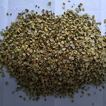 Coriander-seeds-split