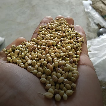 Coriander-seeds-whole