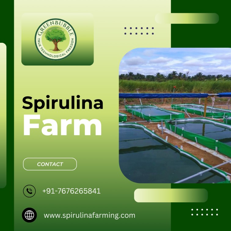 Spirulina-Farm-2