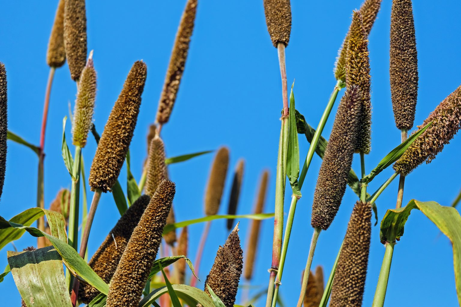 Green-Millets