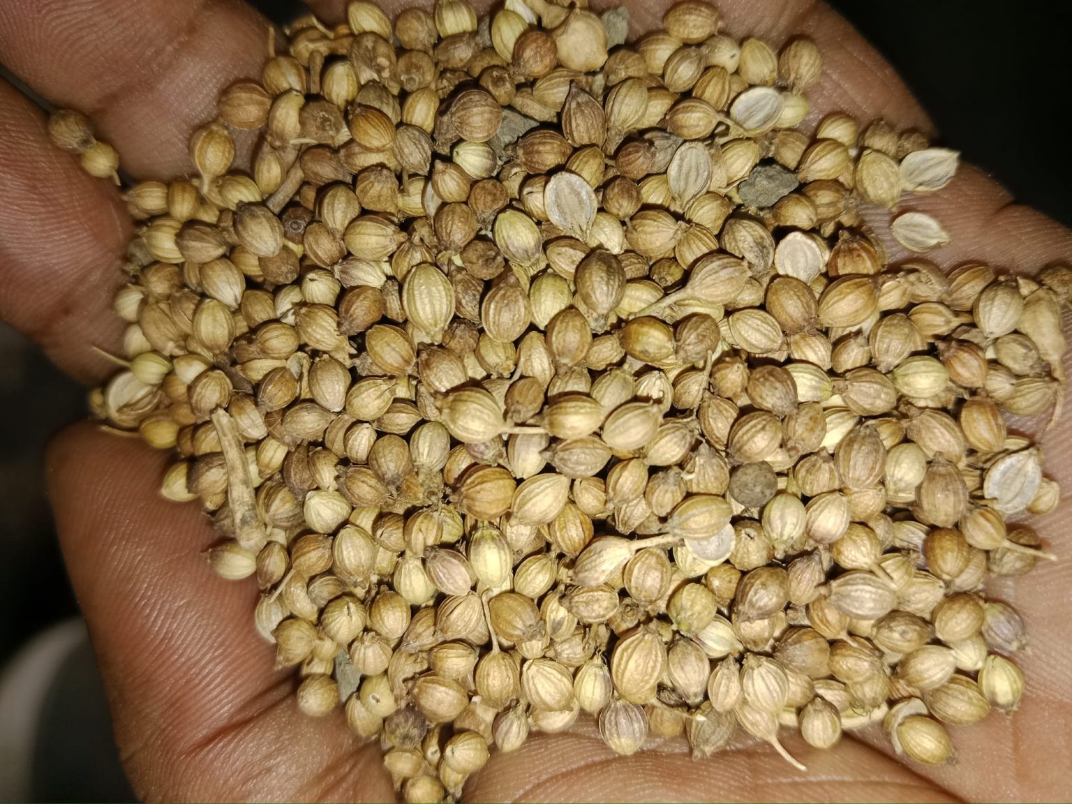 coriander-seeds