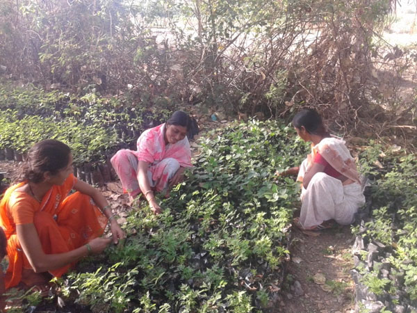 Nursery-in-Savanga-Vithoba-Yavatmal-1