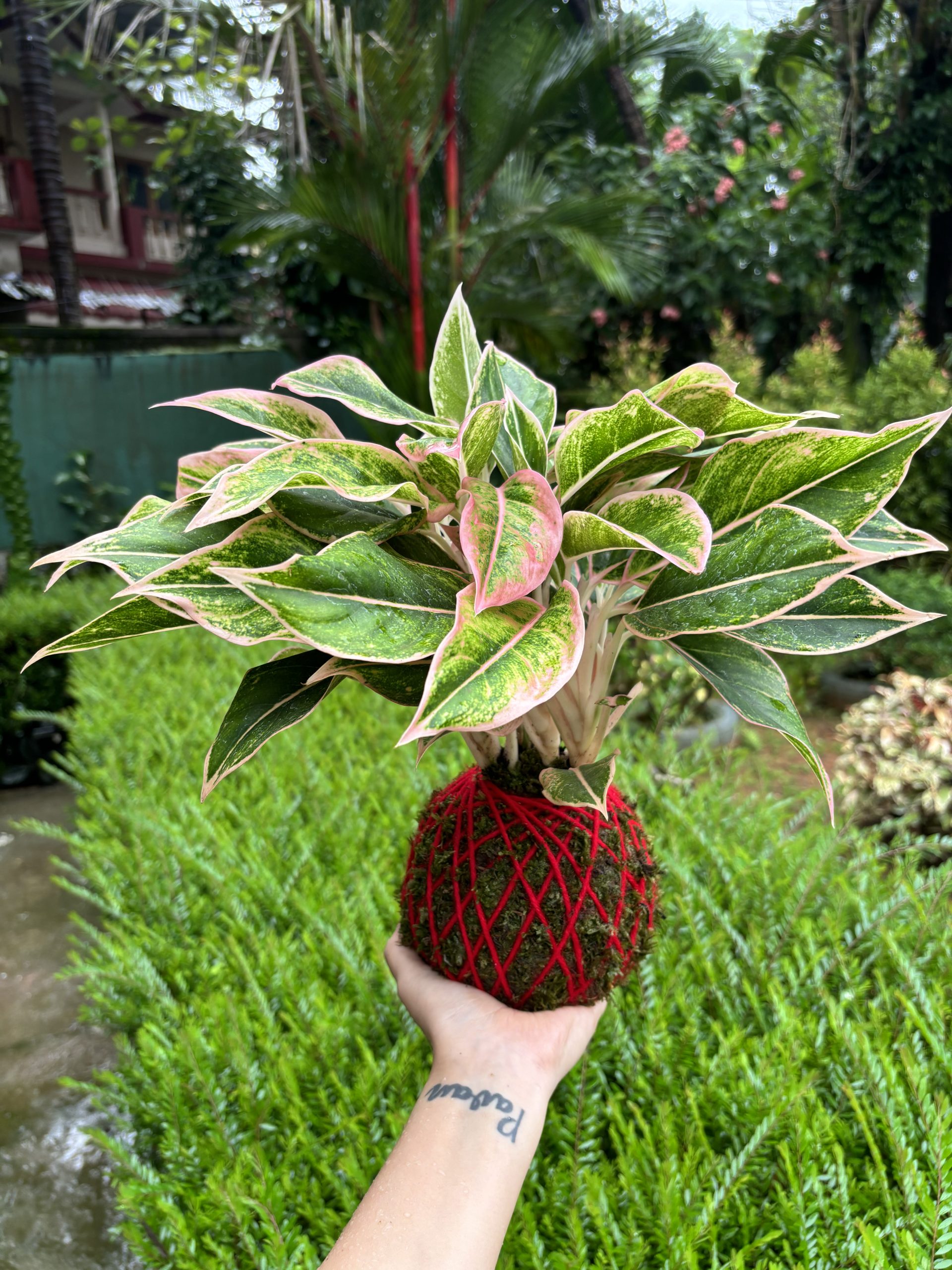 imageriddhiplants1
