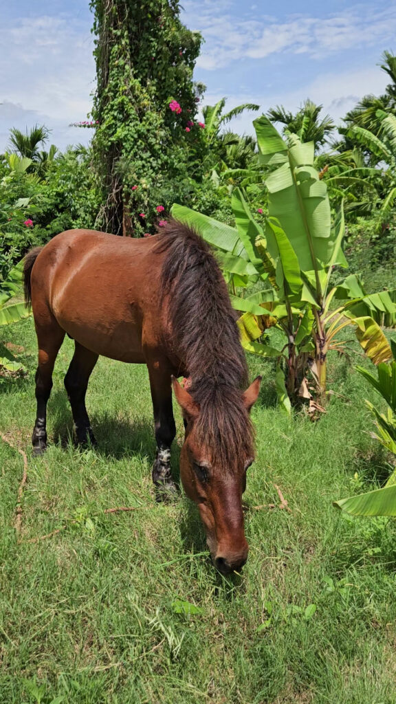 The Lilac Farm nature retreat Bengaluru