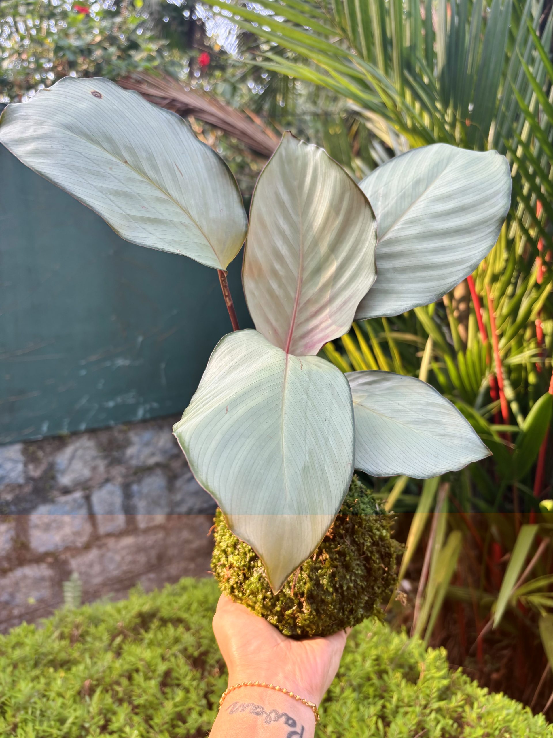 riddhiplants4